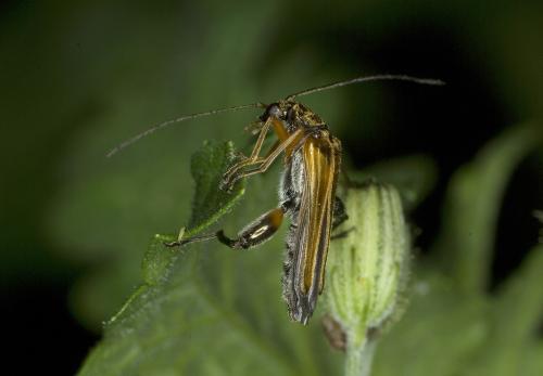 Oedemera podagrariae