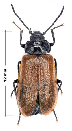 Omophlus rugosicollis