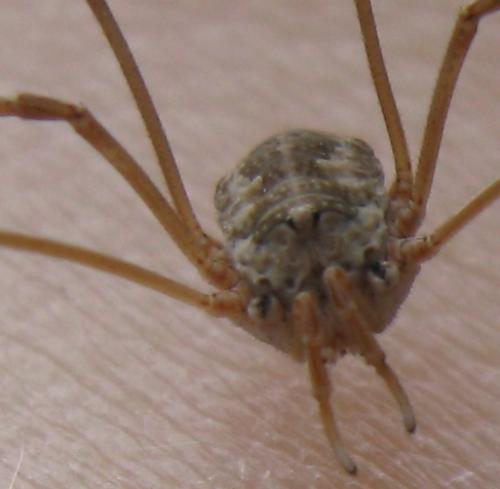 Phalangium opilio