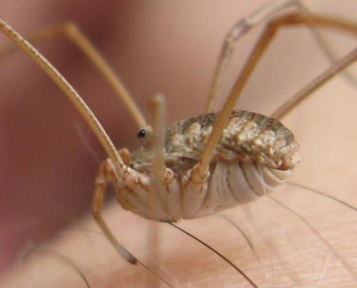 Phalangium opilio