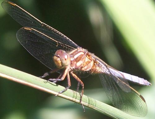 Orthetrum coerulescens