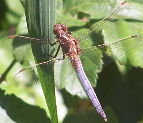 Réf. 58 345 : Orthetrum coerulescens