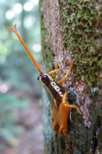 Catantopinae