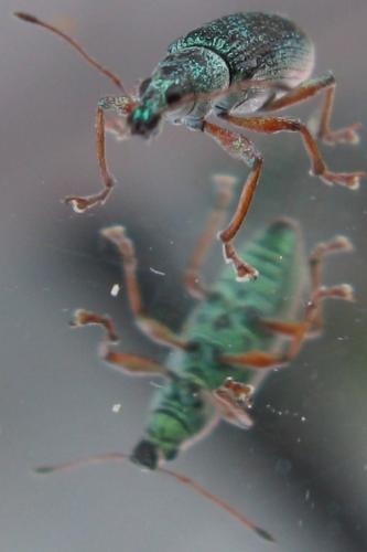 Réf. 58 971 : Polydrusus formosus