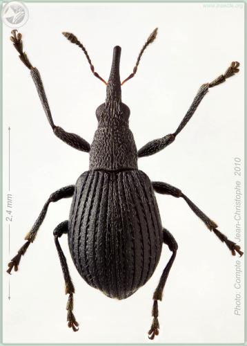 Oxystoma subulatum