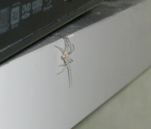 Philodromus sp.