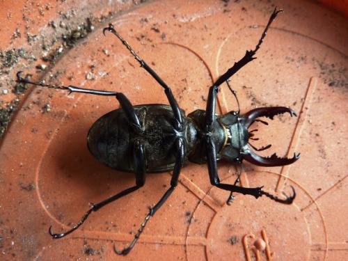 Lucanus cervus