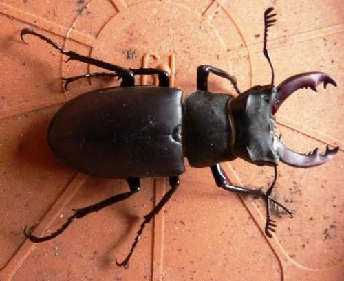 Lucanus cervus