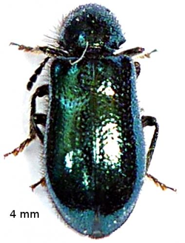 Réf. 58 995 : Korynetes sp.
