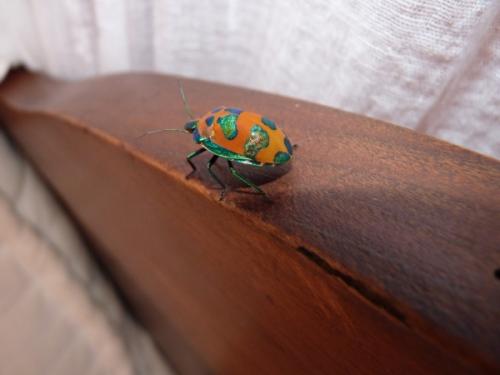Tectocoris diophthalmus