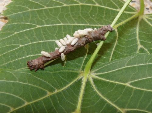 Biston strataria