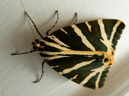 Réf. 58 260 : Euplagia quadripunctaria