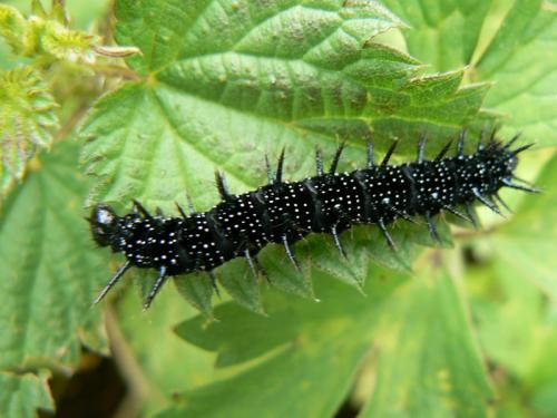Aglais io