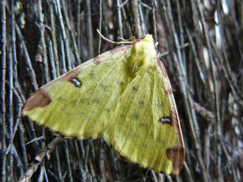 Opisthograptis luteolata