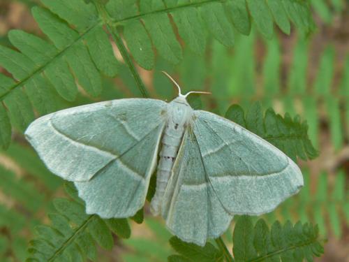 Campaea margaritaria