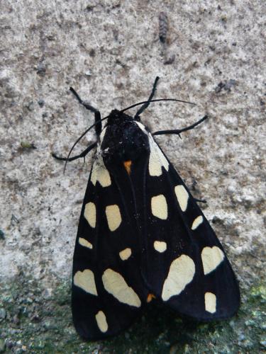 Réf. 58 258 : Arctia villica