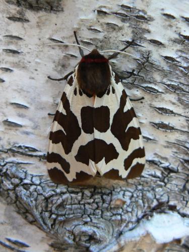 Arctia caja