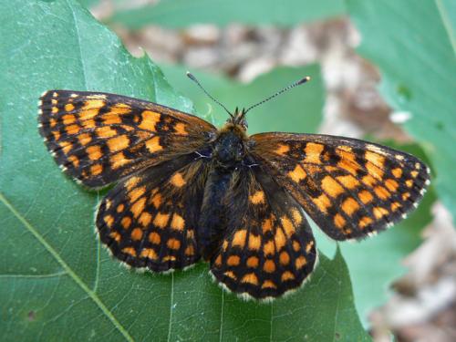 Réf. 58 375 : Melitaea athalia athalia