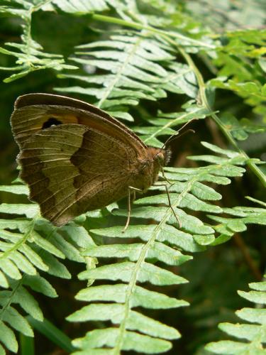 Maniola jurtina