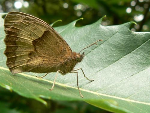 Maniola jurtina