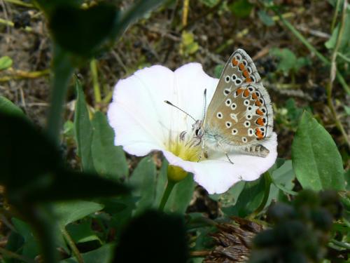 Aricia agestis