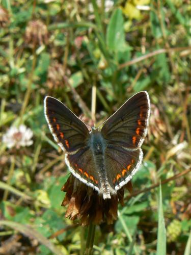 Aricia agestis