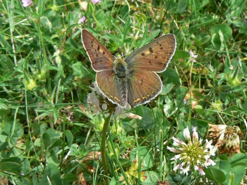 Réf. 58 368 : Lycaena tityrus