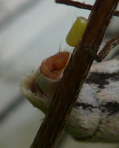 Siona lineata