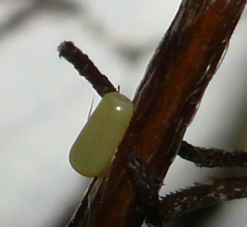 Réf. 58 152 : Siona lineata