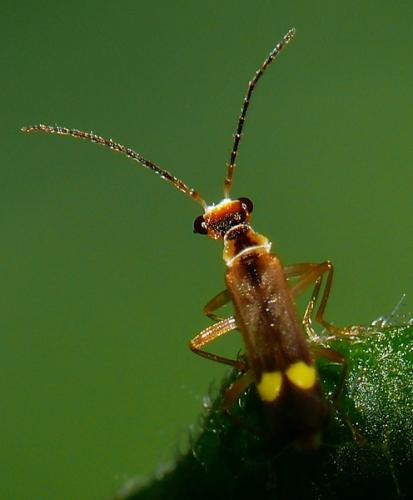 Malthinus seriepunctatus