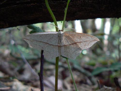 Réf. 58 245 : Timandra comae