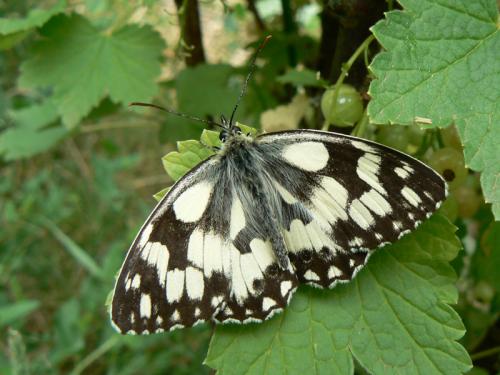 Melanargia galathea