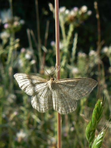 Réf. 58 535 : Idaea macilentaria