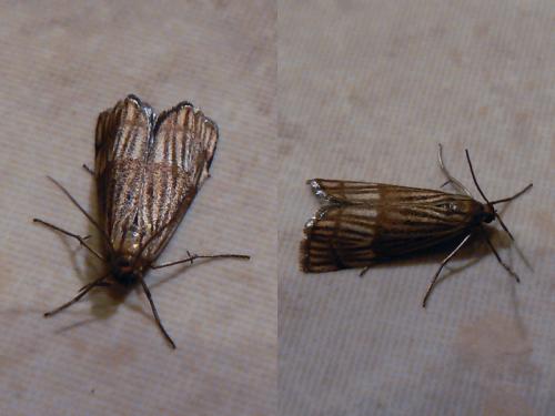 Réf. 58 533 : Chrysocrambus linetella