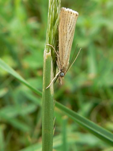 Réf. 58 719 : Agriphila straminella