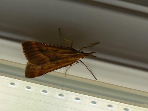 Synaphe punctalis