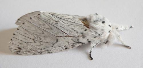 Cerura erminea