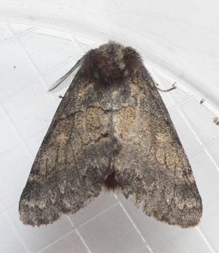 Gluphisia crenata