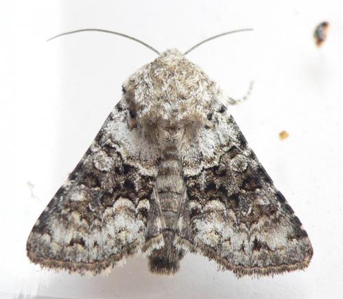 Réf. 58 019 : Hecatera bicolorata