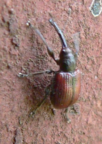 Tatianaerhynchites aequatus