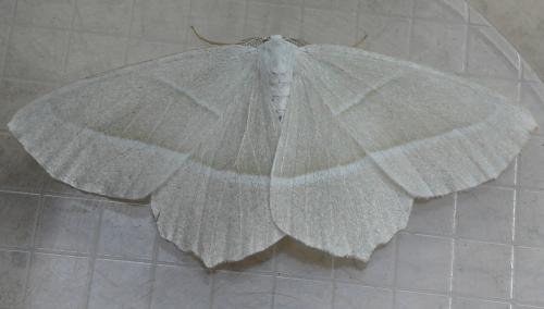 Campaea margaritaria