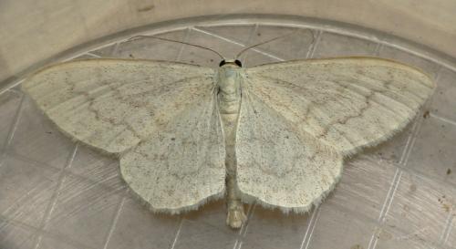 Réf. 58 306 : Scopula floslactata