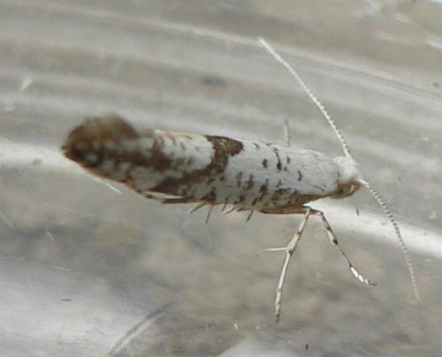 Réf. 58 964 : Argyresthia curvella