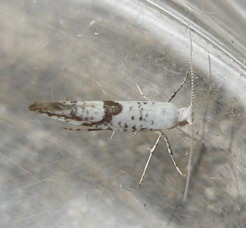 Argyresthia curvella
