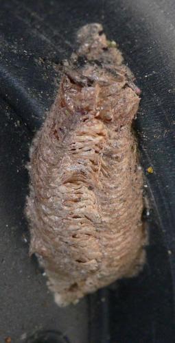Mantis religiosa