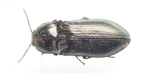 Selatosomus latus