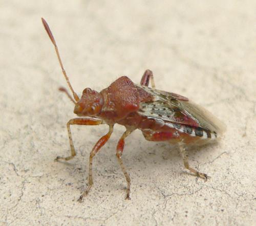 Rhopalus subrufus