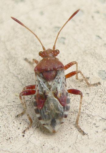 Rhopalus subrufus