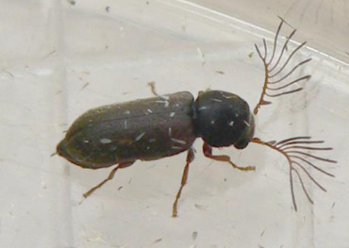 Ptilinus pectinicornis