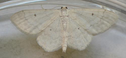 Réf. 58 779 : Idaea biselata